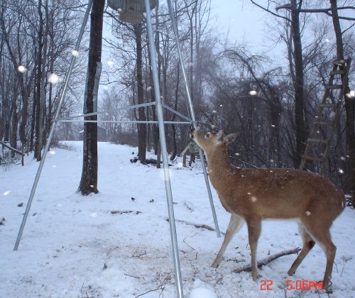 Whitetail deer looking up at deer feeder.